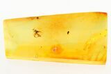 Detailed Fossil Rove Beetle (Xantholininae) in Baltic Amber #284612-1